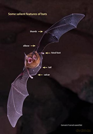 Miscellany Of Bats - M. Brock Fenton [KSIĄŻKA]