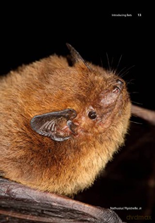 Miscellany Of Bats - M. Brock Fenton [KSIĄŻKA]