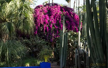 Morocco In Bloom - Giuppi Pietromarchi [KSIĄŻKA]
