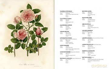 Morocco In Bloom - Giuppi Pietromarchi [KSIĄŻKA]