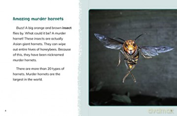Murder Hornets - Jaclyn Jaycox [KSIĄŻKA]