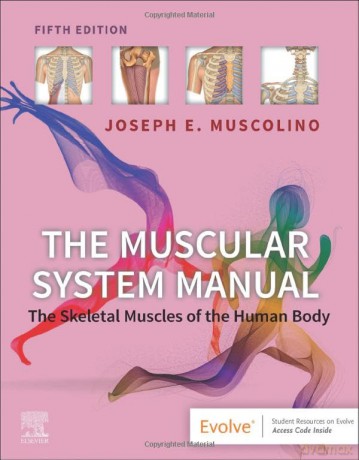 Muscular System Manual - Joseph E. Muscolino [KSIĄŻKA]