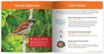 My Backyard Bird Book: Fun Facts Surpr - Cheryl Johnson [KSIĄŻKA]