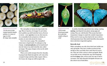 Nat Geo Reader Butterflies - Darlyne Murawski [KSIĄŻKA]