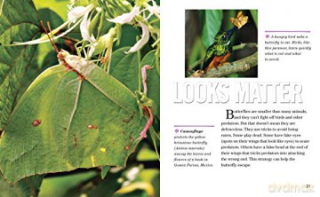 Nat Geo Reader Butterflies - Darlyne Murawski [KSIĄŻKA]