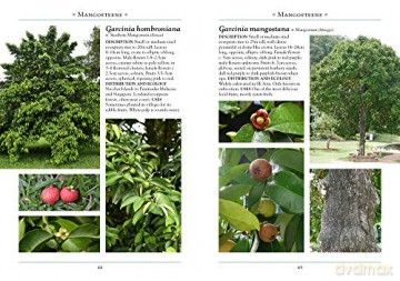 Naturalists Guide To The Trees Of Southe - Saw Leng Guan [KSIĄŻKA]