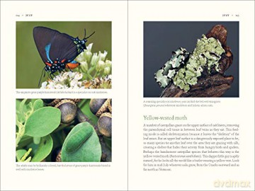 Nature Of Oaks The - W. Douglas Tallamy [KSIĄŻKA]