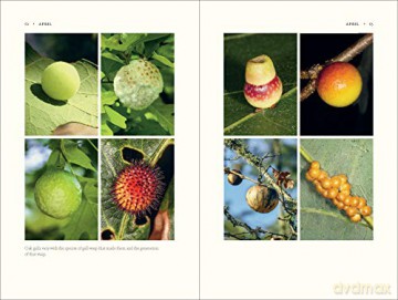 Nature Of Oaks The - W. Douglas Tallamy [KSIĄŻKA]