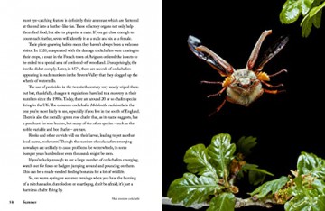 Natures Wonders - Jane V Adams [KSIĄŻKA]