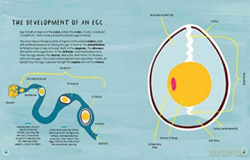 Nests Eggs Birds - Kelsey Oseid [KSIĄŻKA]