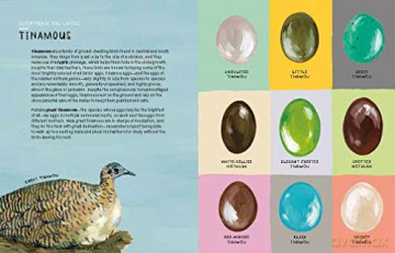 Nests Eggs Birds - Kelsey Oseid [KSIĄŻKA]