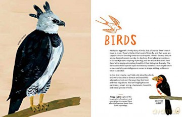 Nests Eggs Birds - Kelsey Oseid [KSIĄŻKA]