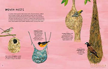 Nests Eggs Birds - Kelsey Oseid [KSIĄŻKA]