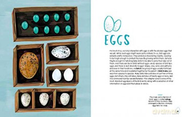 Nests Eggs Birds - Kelsey Oseid [KSIĄŻKA]
