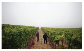 New California Wine The - Jon Bonne [KSIĄŻKA]