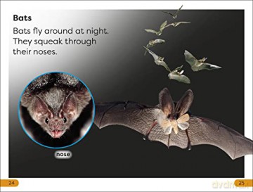 Nighttime Animals Level 1 [KSIĄŻKA]