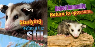 No Thoughts Just Possums - Sylvie [KSIĄŻKA]