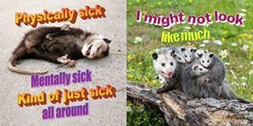 No Thoughts Just Possums - Sylvie [KSIĄŻKA]