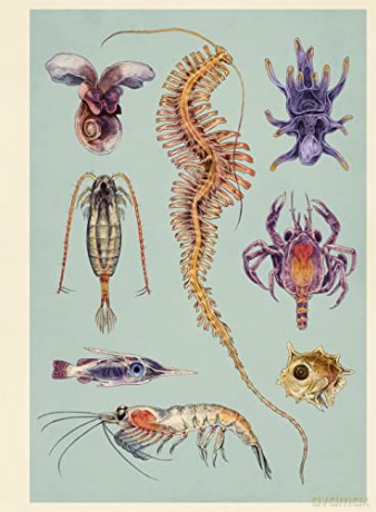Oceanarium Poster Book - Loveday Trinick [KSIĄŻKA]