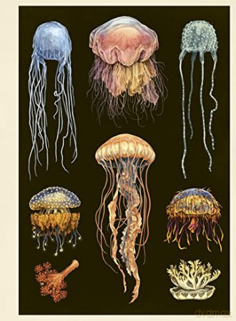 Oceanarium Poster Book - Loveday Trinick [KSIĄŻKA]
