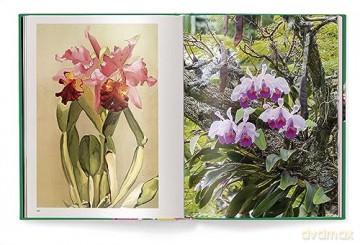 Orchids - Anja Klaffenbach [KSIĄŻKA]