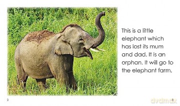 Orphan Elephants - Kath Beattie [KSIĄŻKA]