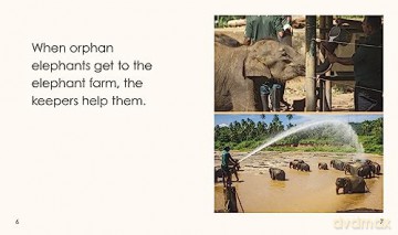 Orphan Elephants - Kath Beattie [KSIĄŻKA]