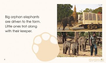 Orphan Elephants - Kath Beattie [KSIĄŻKA]