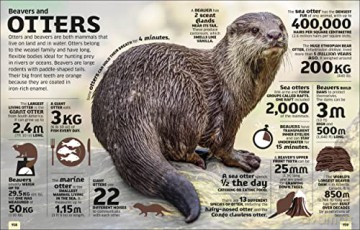 Our World In Numbers Animals [KSIĄŻKA]