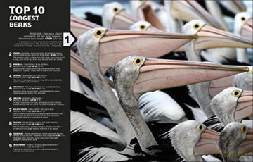 Our World In Numbers Animals [KSIĄŻKA]