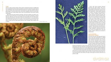 Plant Lovers Guide To Ferns - Richie Steffen [KSIĄŻKA]