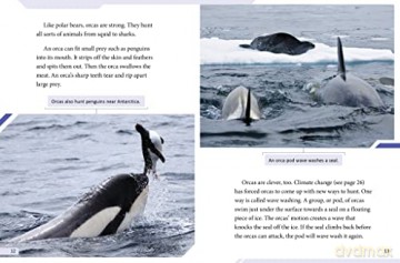 Polar Bear Vs Orca - Lisa Simons [KSIĄŻKA]