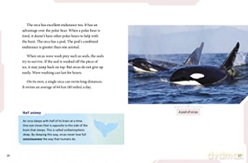 Polar Bear Vs Orca - Lisa Simons [KSIĄŻKA]