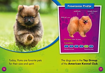 Pomeranians - Domini Brown [KSIĄŻKA]