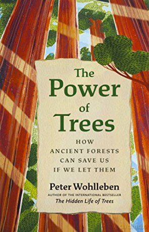Power Of Trees - Peter Wohlleben [KSIĄŻKA]