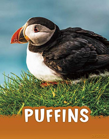 Puffins - Jaclyn Jaycox [KSIĄŻKA]