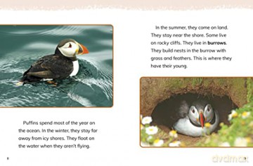 Puffins - Jaclyn Jaycox [KSIĄŻKA]
