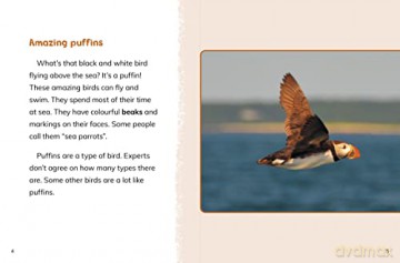 Puffins - Jaclyn Jaycox [KSIĄŻKA]