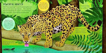 Rainforest Sticker By Number - Kathryn Jewitt [KSIĄŻKA]