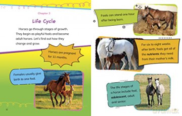 Read All About Horses - Nadia Ali [KSIĄŻKA]
