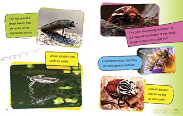 Read All About Minibeasts - Mae Respicio [KSIĄŻKA]