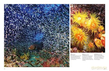 Reefs - Peter Mavrikis [KSIĄŻKA]