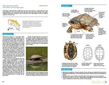 Reptiles Of Costa Rica - Twan Leenders [KSIĄŻKA]