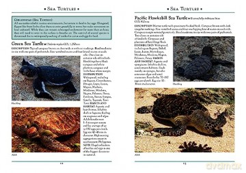 Reptiles Of The Philippines - Emerson Sy [KSIĄŻKA]