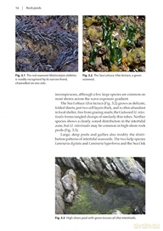 Rock Pools - Peter J. Hayward [KSIĄŻKA]