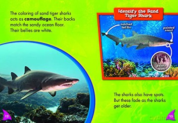 Sand Tiger Sharks - Thomas Adamson [KSIĄŻKA]