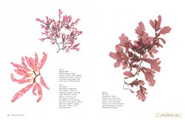 Seaweed - Melanie Molesworth [KSIĄŻKA]