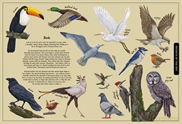 Secret Stories Of Nature - Saskia Gwinn [KSIĄŻKA]