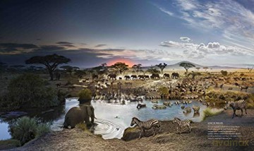 Secrets Of The Elephants - Paula Kahumbu [KSIĄŻKA]
