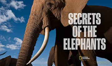 Secrets Of The Elephants - Paula Kahumbu [KSIĄŻKA]